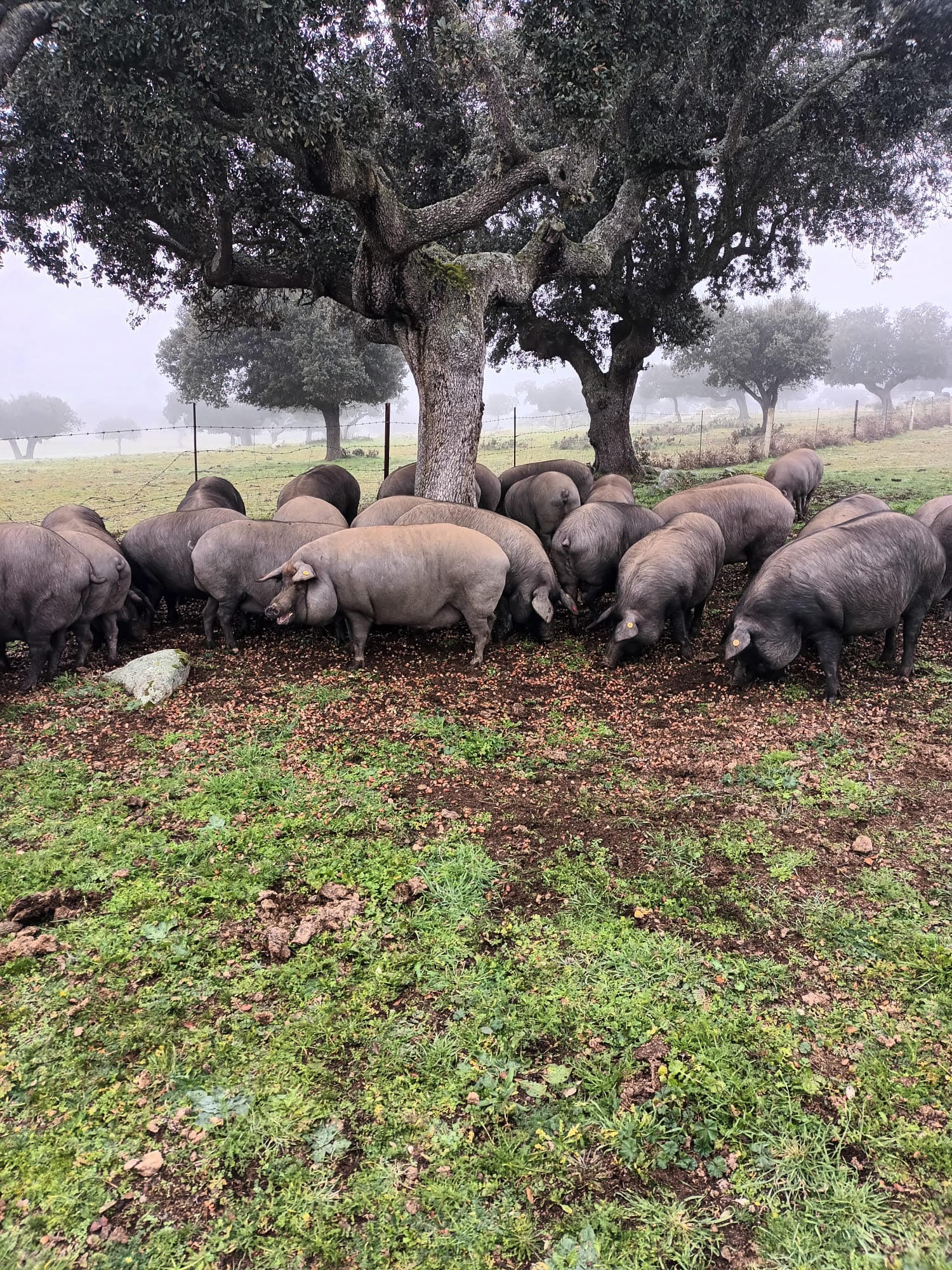 Dehesa Finca Espayos Dehesa Finca Espayos